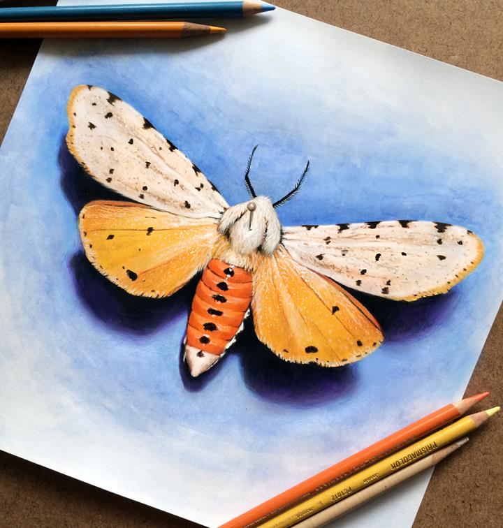 Morgan Davidson - butterfly