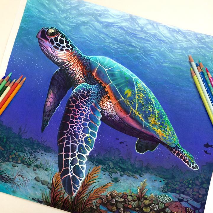 Morgan Davidson - turtle